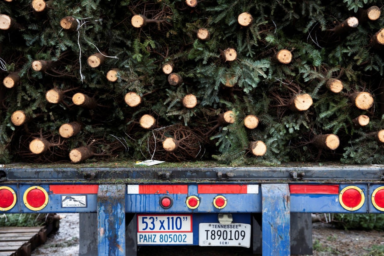There is Now a Shortage of Christmas Trees, Experts Warn The National